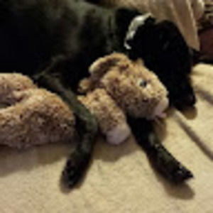 Meet your Posher, Virginia